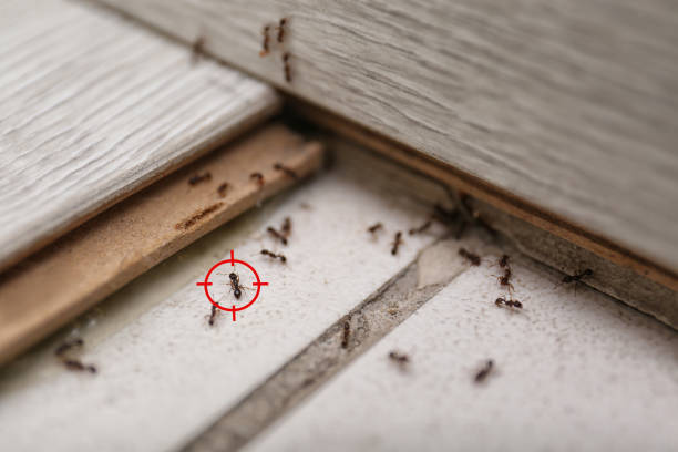 Best Residential Pest Control  in Webster, FL
