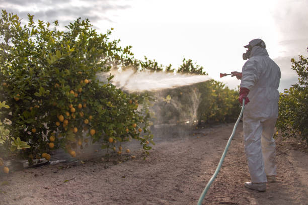 Best Cockroach Control Services  in Webster, FL