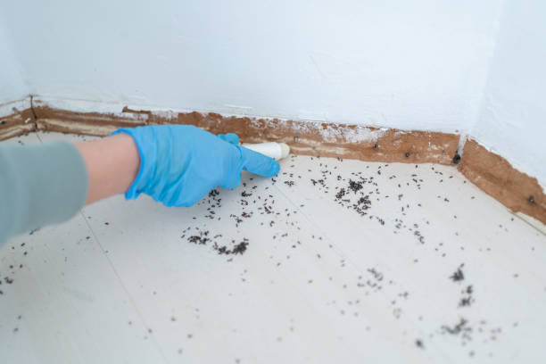Wasp Removal Services in Webster, FL